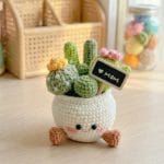 chậu cây xương rồng len "kiên cường"